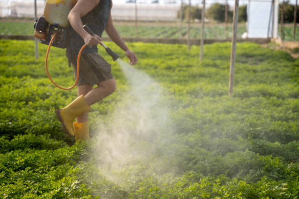 Reliable Samoset, FL Pest Control Solutions
